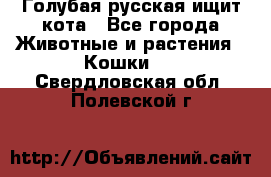 Голубая русская ищит кота - Все города Животные и растения » Кошки   . Свердловская обл.,Полевской г.